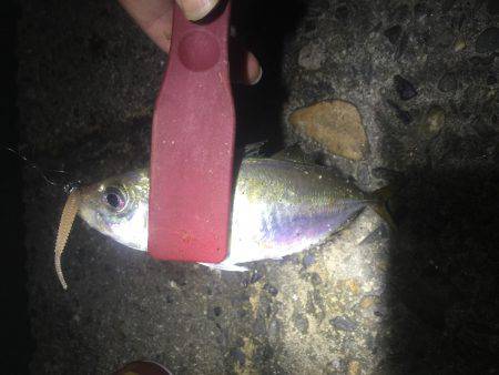 久しぶりにアジング